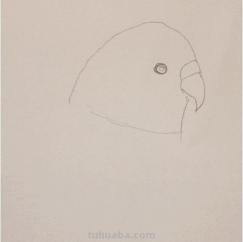 鹦鹉怎么画 彩铅(鹦鹉怎么画彩铅 简单又漂亮) 鹦鹉怎么画 彩铅(鹦鹉怎么画彩铅 简单又漂亮)