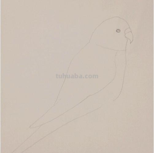 鹦鹉怎么画 彩铅(鹦鹉怎么画彩铅 简单又漂亮) 鹦鹉怎么画 彩铅(鹦鹉怎么画彩铅 简单又漂亮)