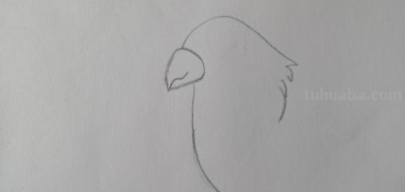 鹦鹉怎么画 彩铅(鹦鹉怎么画彩铅 简单又漂亮) 鹦鹉怎么画 彩铅(鹦鹉怎么画彩铅 简单又漂亮)