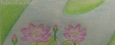 彩铅红莲怎么画(彩铅红莲怎么画好看) 彩铅红莲怎么画(彩铅红莲怎么画好看)