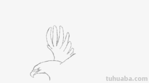 怎么画彩铅老鹰（怎么画彩铅老鹰图片）