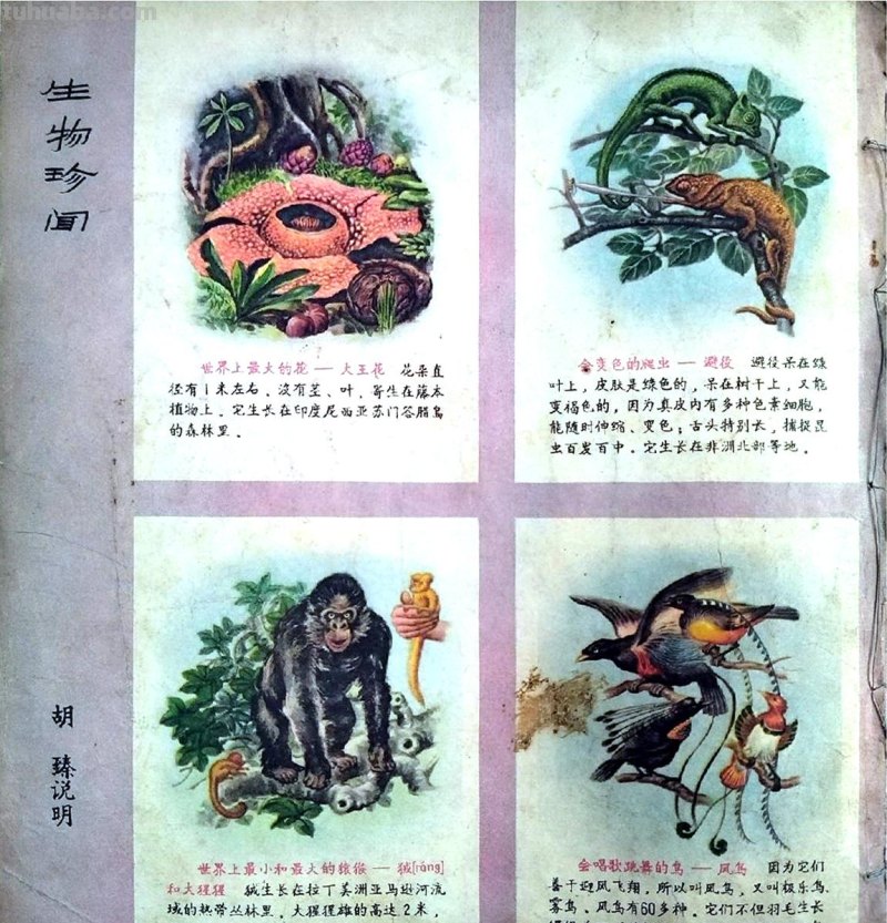 1963封面画-水粉画《上学》-1963年第4期《儿童时代》