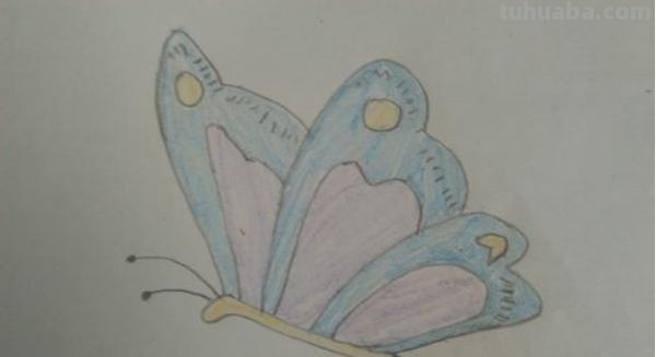 蝴蝶怎么画彩铅(蝴蝶怎么画彩铅画) 蝴蝶怎么画彩铅(蝴蝶怎么画彩铅画)