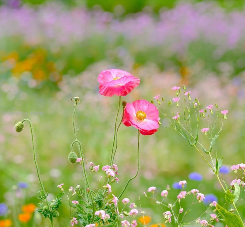 花朵照片你拍对了吗？用6个花朵摄影技巧，让你的花朵照片美起来