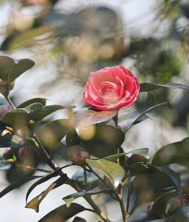 花朵照片你拍对了吗？用6个花朵摄影技巧，让你的花朵照片美起来