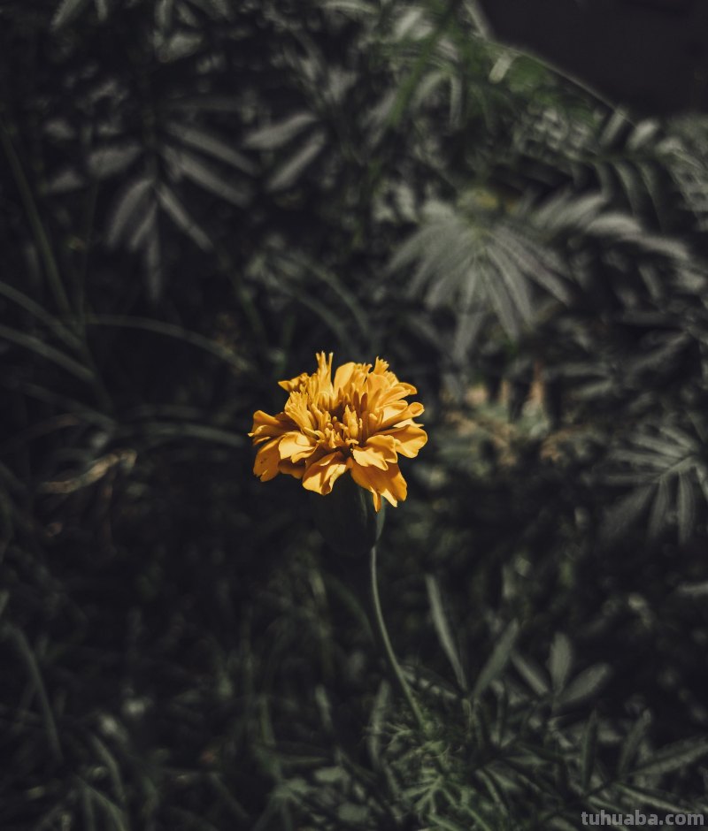 花朵照片你拍对了吗？用6个花朵摄影技巧，让你的花朵照片美起来