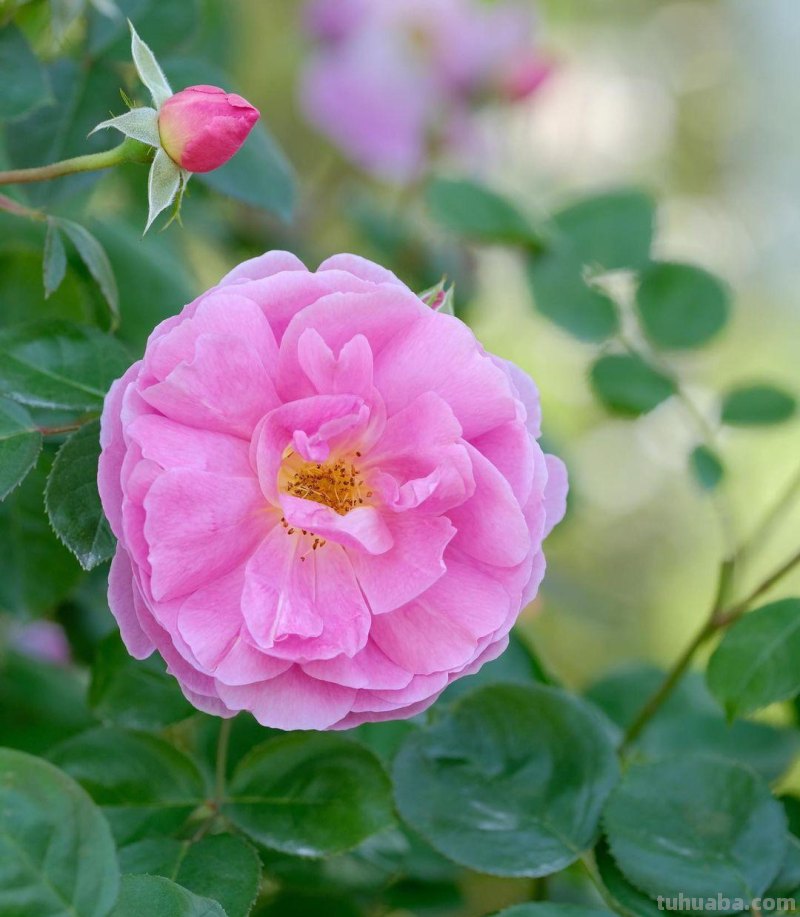 花朵照片你拍对了吗？用6个花朵摄影技巧，让你的花朵照片美起来