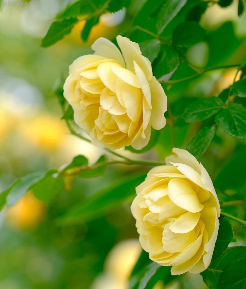 花朵照片你拍对了吗？用6个花朵摄影技巧，让你的花朵照片美起来