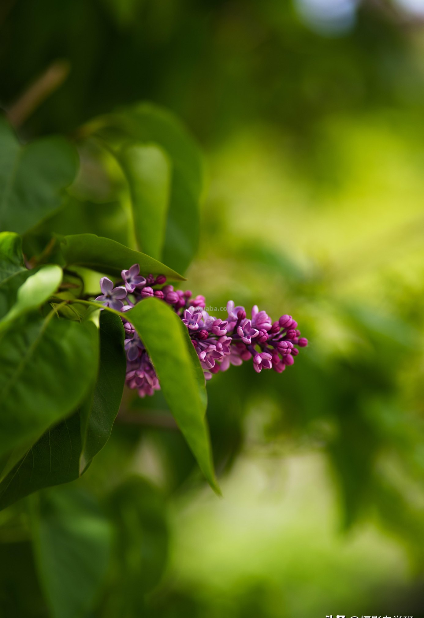 花朵照片你拍对了吗？用6个花朵摄影技巧，让你的花朵照片美起来