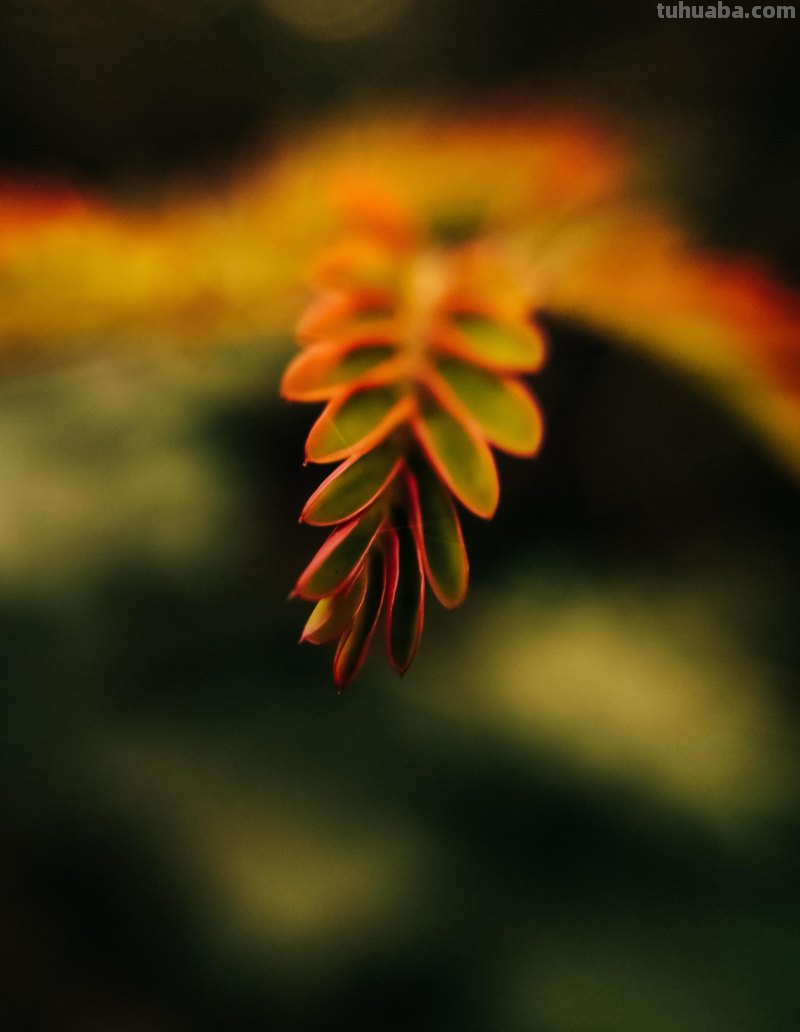 花朵照片你拍对了吗？用6个花朵摄影技巧，让你的花朵照片美起来