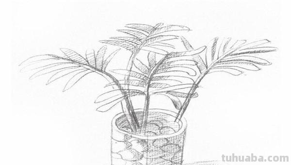 椰树怎么画彩铅(椰树怎么画彩铅画) 椰树怎么画彩铅(椰树怎么画彩铅画)