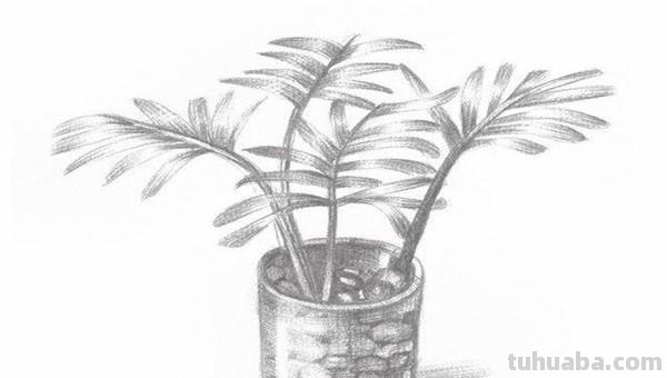 椰树怎么画彩铅(椰树怎么画彩铅画) 椰树怎么画彩铅(椰树怎么画彩铅画)