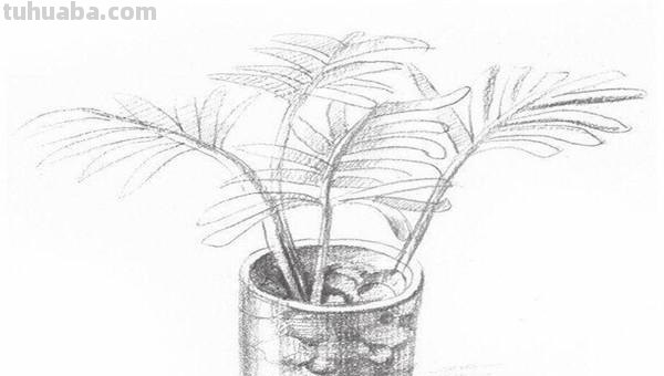椰树怎么画彩铅(椰树怎么画彩铅画) 椰树怎么画彩铅(椰树怎么画彩铅画)