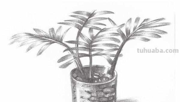 椰树怎么画彩铅(椰树怎么画彩铅画) 椰树怎么画彩铅(椰树怎么画彩铅画)