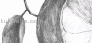 橙子怎么画 彩铅(橙子怎么画彩铅) 橙子怎么画 彩铅(橙子怎么画彩铅)