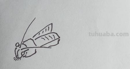 蟋蟀怎么画简笔画(蟋蟀怎么画简笔画图片大全) 蟋蟀怎么画简笔画(蟋蟀怎么画简笔画图片大全)