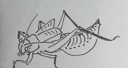 蟋蟀怎么画简笔画(蟋蟀怎么画简笔画图片大全) 蟋蟀怎么画简笔画(蟋蟀怎么画简笔画图片大全)
