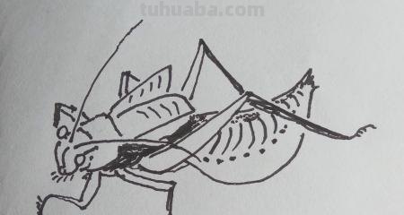 蟋蟀怎么画简笔画(蟋蟀怎么画简笔画图片大全) 蟋蟀怎么画简笔画(蟋蟀怎么画简笔画图片大全)