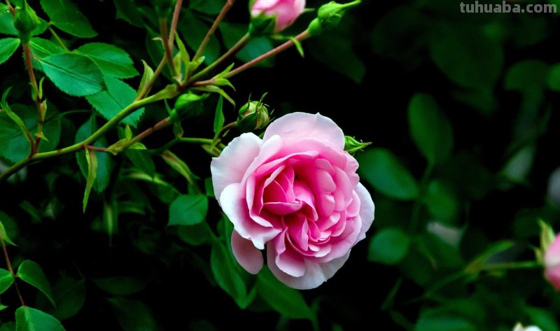 这5个小花摄影技巧，各种小花都通用，夏天花朵这么拍就漂亮啦