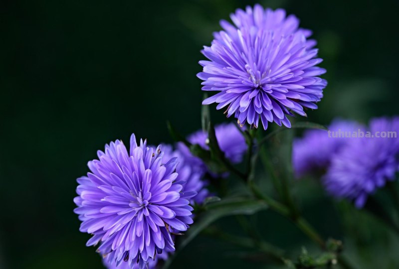 这5个小花摄影技巧，各种小花都通用，夏天花朵这么拍就漂亮啦