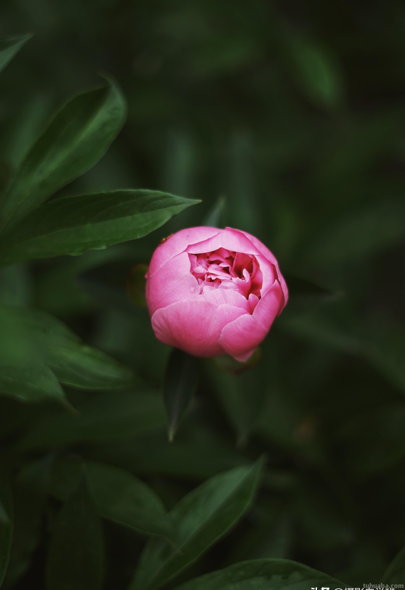 这5个小花摄影技巧，各种小花都通用，夏天花朵这么拍就漂亮啦