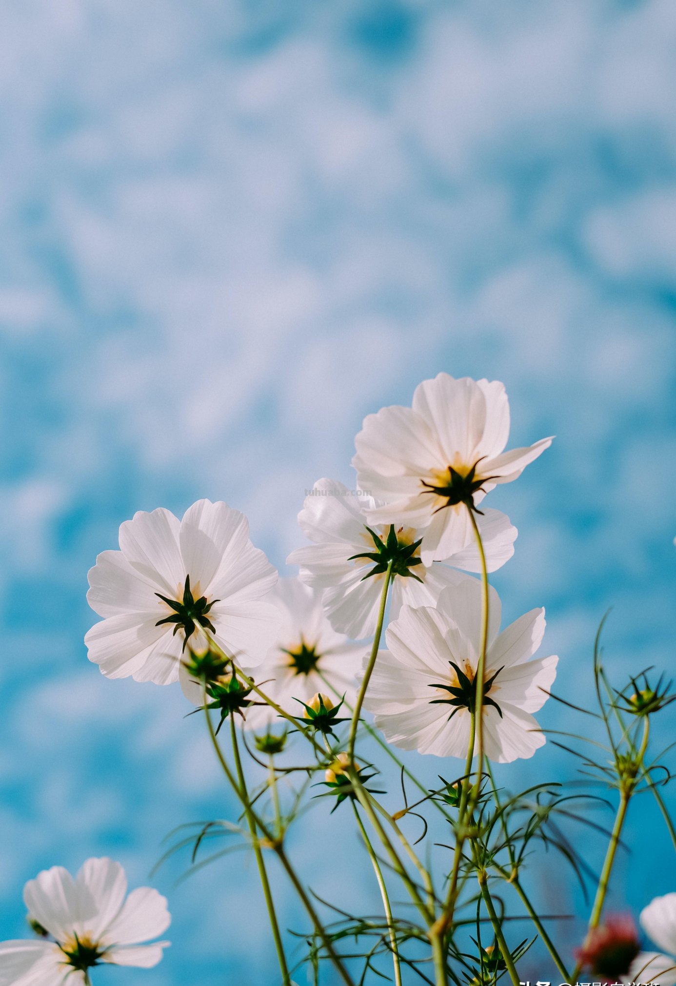 这5个小花摄影技巧，各种小花都通用，夏天花朵这么拍就漂亮啦