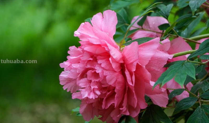 这5个小花摄影技巧，各种小花都通用，夏天花朵这么拍就漂亮啦