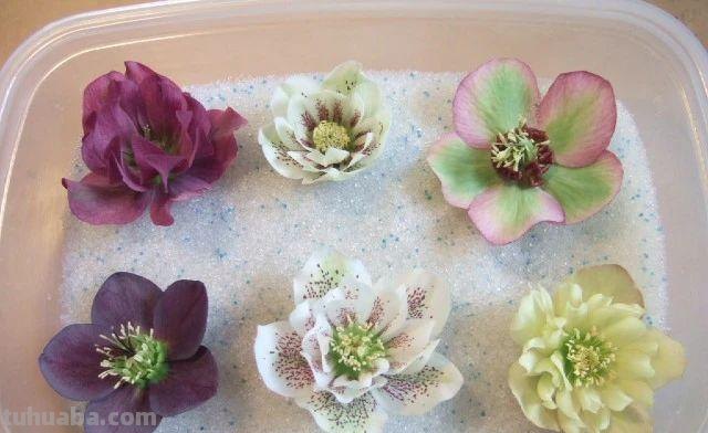 思维导图怎么做干花(思维导图怎么做干花视频) 思维导图怎么做干花(思维导图怎么做干花视频)