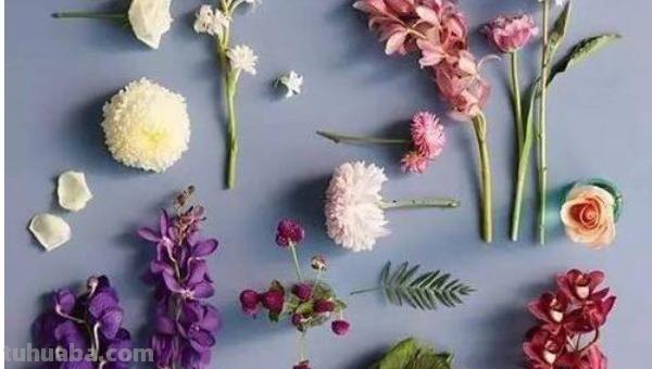 思维导图怎么做干花(思维导图怎么做干花视频) 思维导图怎么做干花(思维导图怎么做干花视频)