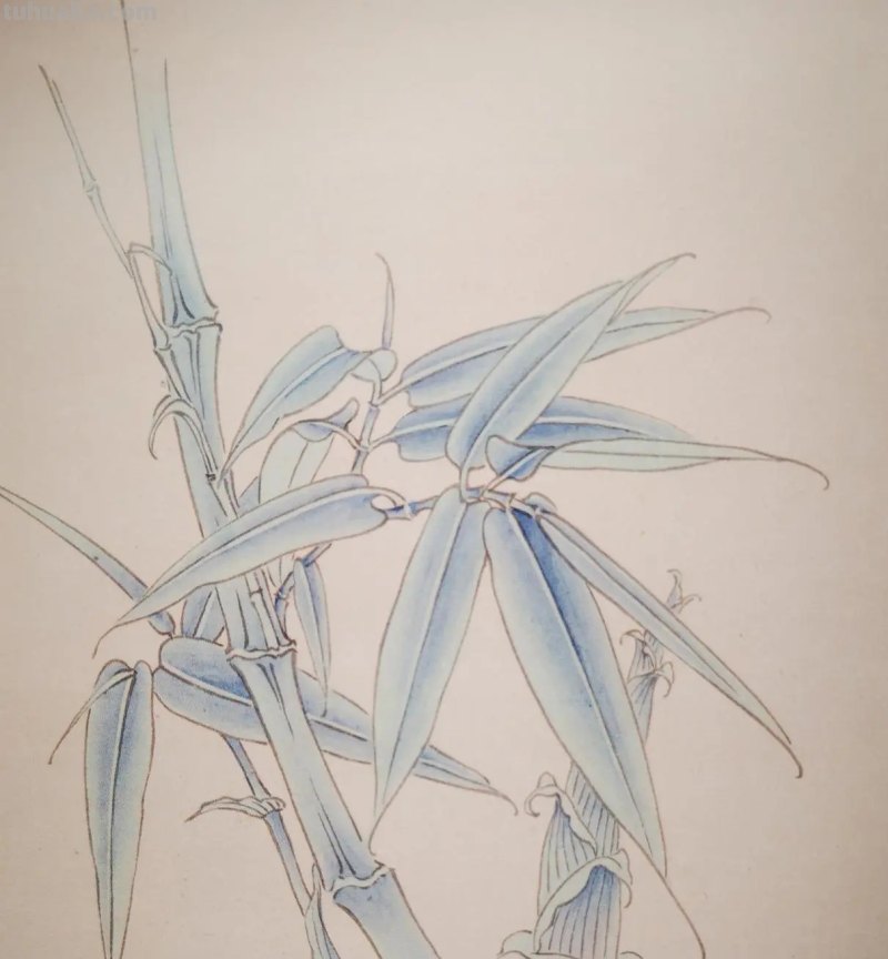 竹笋怎么画简笔画(竹子和竹笋怎么画简笔画) 竹笋怎么画简笔画(竹子和竹笋怎么画简笔画)