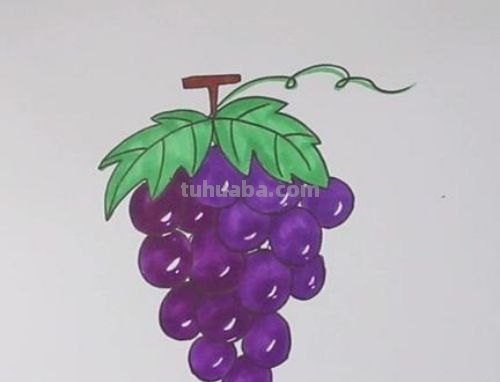 葡萄的简笔画怎么画(葡萄的简笔画怎么画最简单的) 葡萄的简笔画怎么画(葡萄的简笔画怎么画最简单的)
