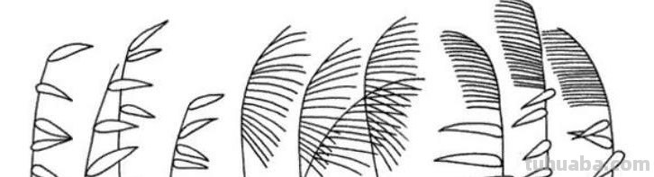 芦苇怎么画简笔画（芦苇怎么画简笔画图片）