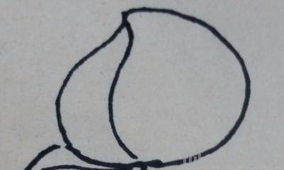 桃子的简笔画怎么画(桃子的简笔画怎么画最简单的) 桃子的简笔画怎么画(桃子的简笔画怎么画最简单的)