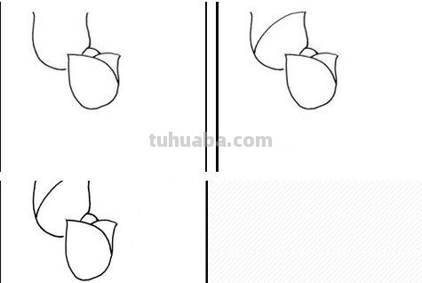 郁金香怎么画简笔画(郁金香怎么画简笔画又漂亮) 郁金香怎么画简笔画(郁金香怎么画简笔画又漂亮)