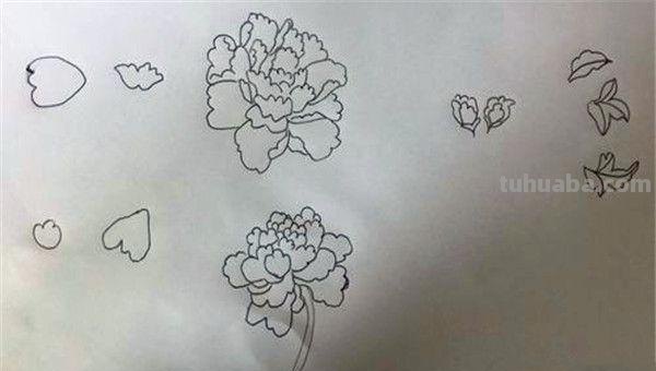 牡丹花怎么画简笔画(牡丹花怎么画简笔画 儿童) 牡丹花怎么画简笔画(牡丹花怎么画简笔画 儿童)