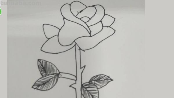 玫瑰花的简笔画怎么画(玫瑰花的简笔画怎么画最好看又简单) 玫瑰花的简笔画怎么画(玫瑰花的简笔画怎么画最好看又简单)