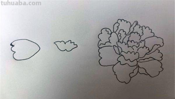 怎么画牡丹花简笔画(怎么画牡丹花简笔画步骤) 怎么画牡丹花简笔画(怎么画牡丹花简笔画步骤)
