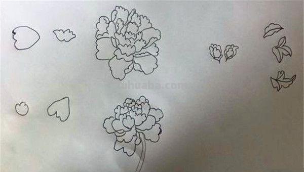 怎么画牡丹花简笔画(怎么画牡丹花简笔画步骤) 怎么画牡丹花简笔画(怎么画牡丹花简笔画步骤)