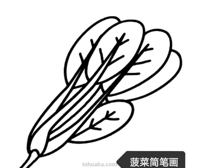 菠菜怎么画简笔画（菠菜怎么画简笔画视频）
