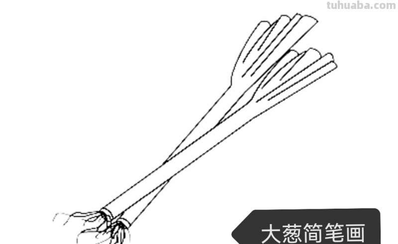 菠菜怎么画简笔画(菠菜怎么画简笔画视频) 菠菜怎么画简笔画(菠菜怎么画简笔画视频)