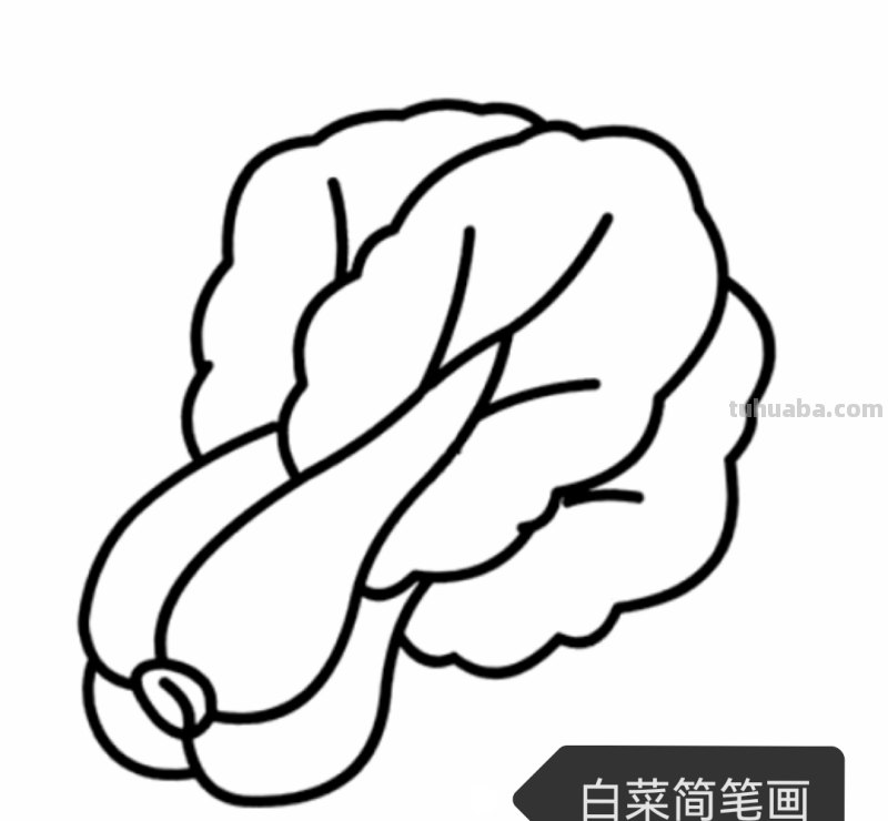 菠菜怎么画简笔画(菠菜怎么画简笔画视频) 菠菜怎么画简笔画(菠菜怎么画简笔画视频)