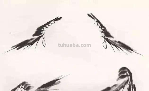 小虾怎么画简笔画（小虾怎么画简笔画图片）