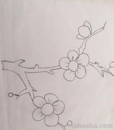彩铅怎么画梅花（彩铅怎么画梅花树）
