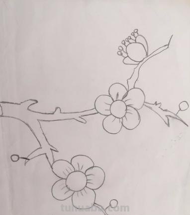 彩铅怎么画梅花（彩铅怎么画梅花树）