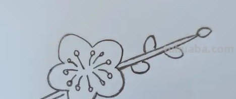 彩铅怎么画梅花（彩铅怎么画梅花树）