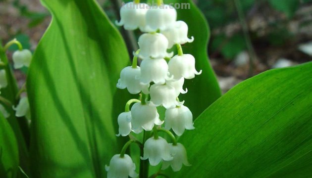 铃兰如何养殖?（铃兰花语）