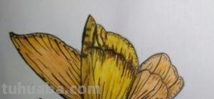 蝴蝶怎么画简笔画图片(蝴蝶怎么画简笔画图片大全) 蝴蝶怎么画简笔画图片(蝴蝶怎么画简笔画图片大全)