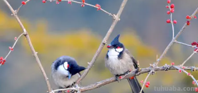 《夜莺》的作者是谁?