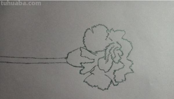 彩铅康乃馨怎么画(彩铅康乃馨怎么画好看) 彩铅康乃馨怎么画(彩铅康乃馨怎么画好看)
