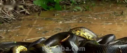 森蚺是什么?（森蚺和蟒蛇的区别）